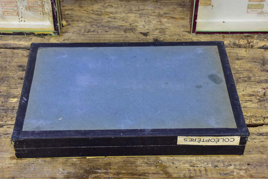 Authentic Vintage Entomology Insect Series