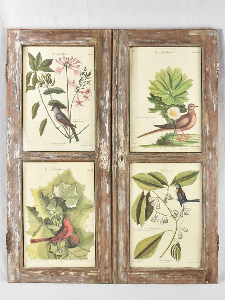 Vintage botanic art in salvaged window frame 42¼" x 35"