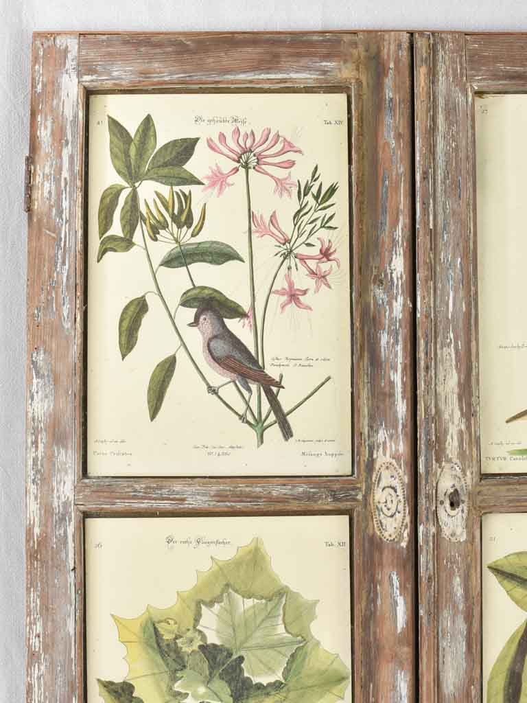 Vintage botanic art in salvaged window frame 42¼" x 35"