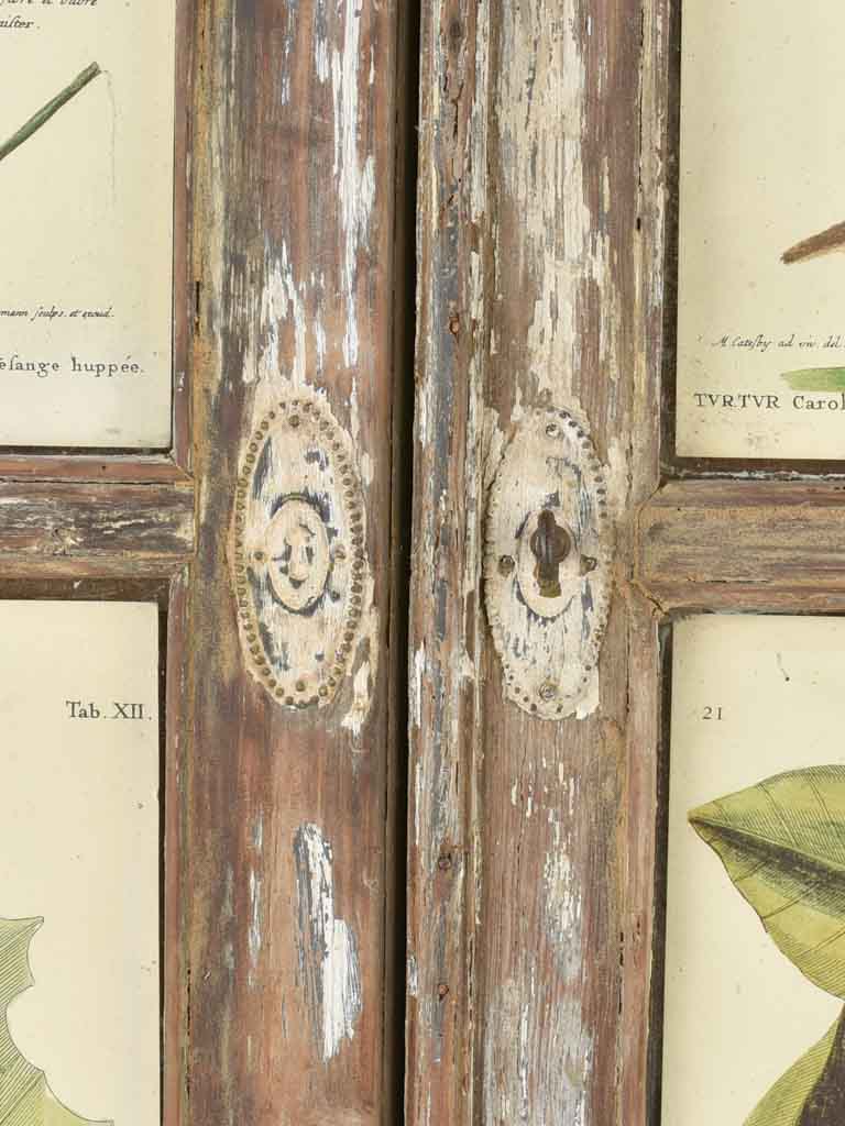 Vintage botanic art in salvaged window frame 42¼" x 35"