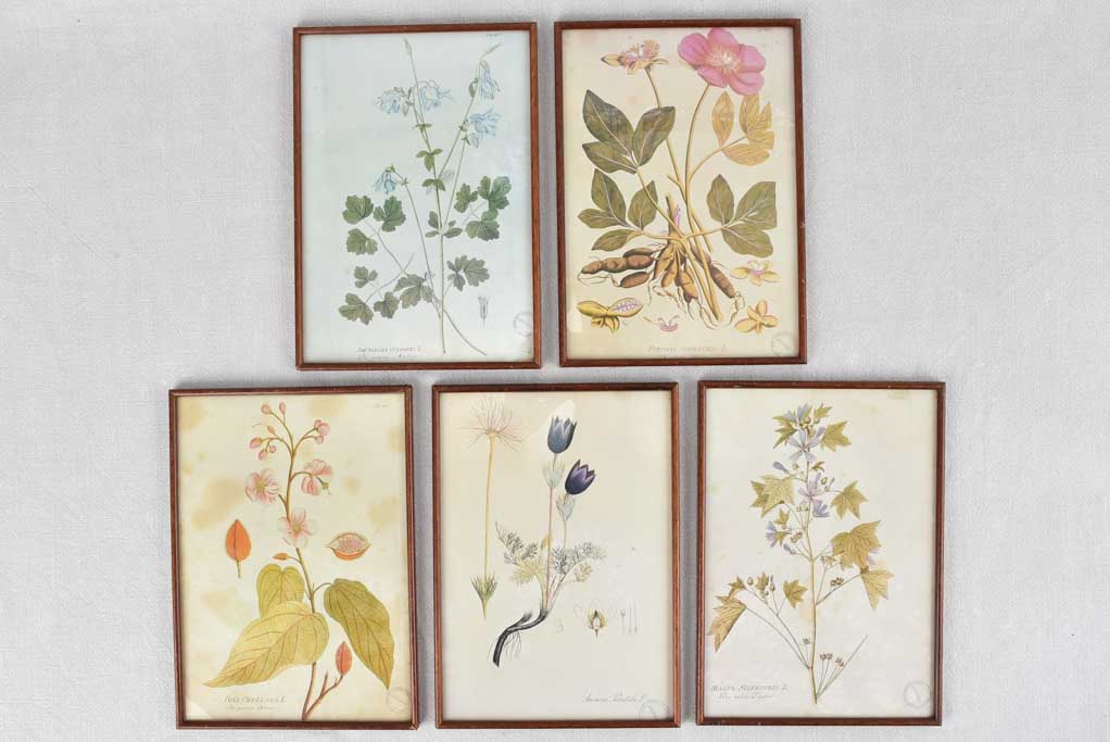 Collection of 5 framed botanic prints - early 20th century 12¼" x 8¾"