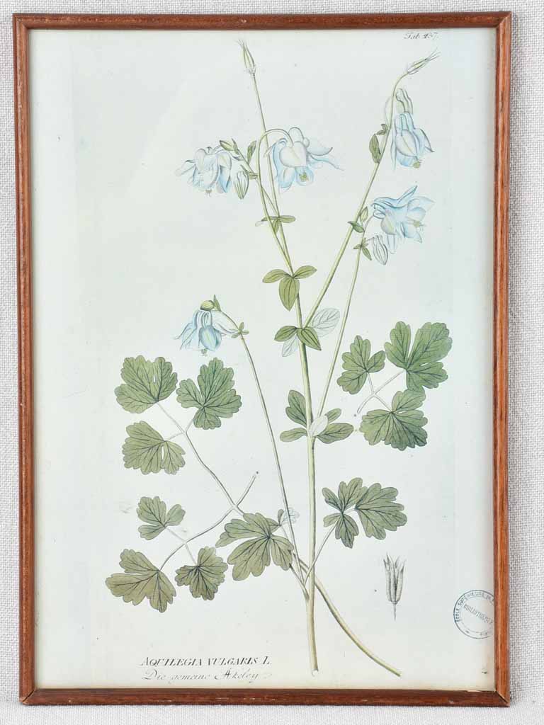 Collection of 5 framed botanic prints - early 20th century 12¼" x 8¾"