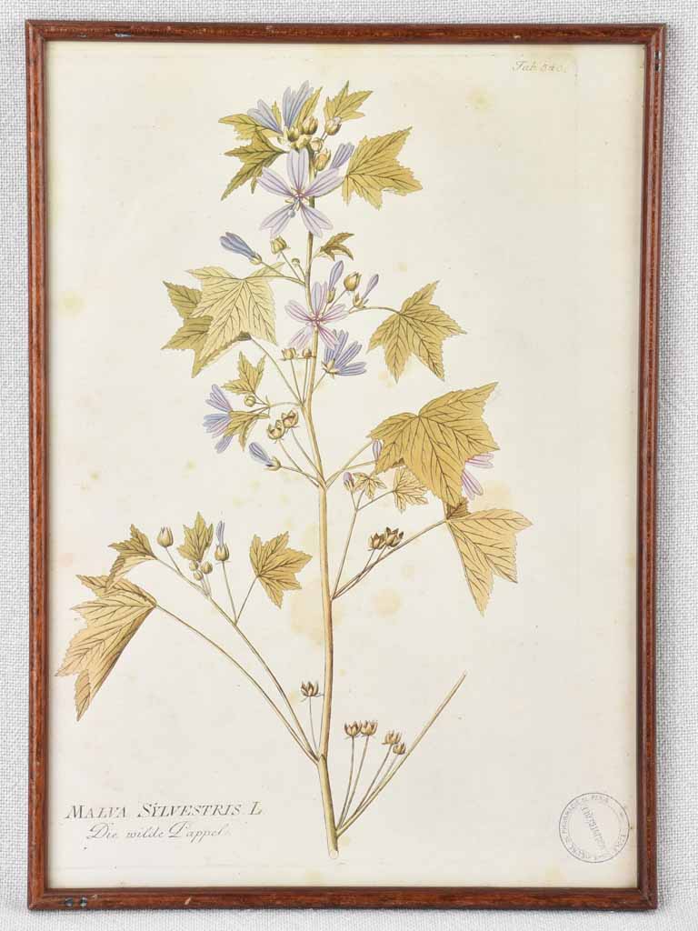 Collection of 5 framed botanic prints - early 20th century 12¼" x 8¾"