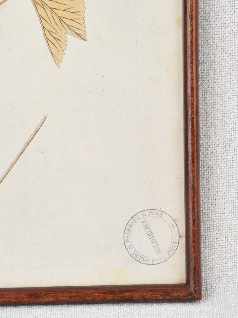 Collection of 5 framed botanic prints - early 20th century 12¼" x 8¾"