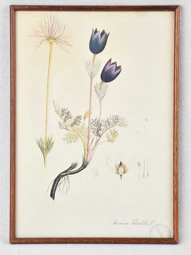 Collection of 5 framed botanic prints - early 20th century 12¼" x 8¾"