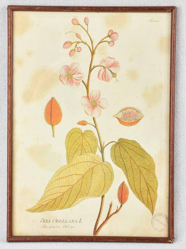 Collection of 5 framed botanic prints - early 20th century 12¼" x 8¾"