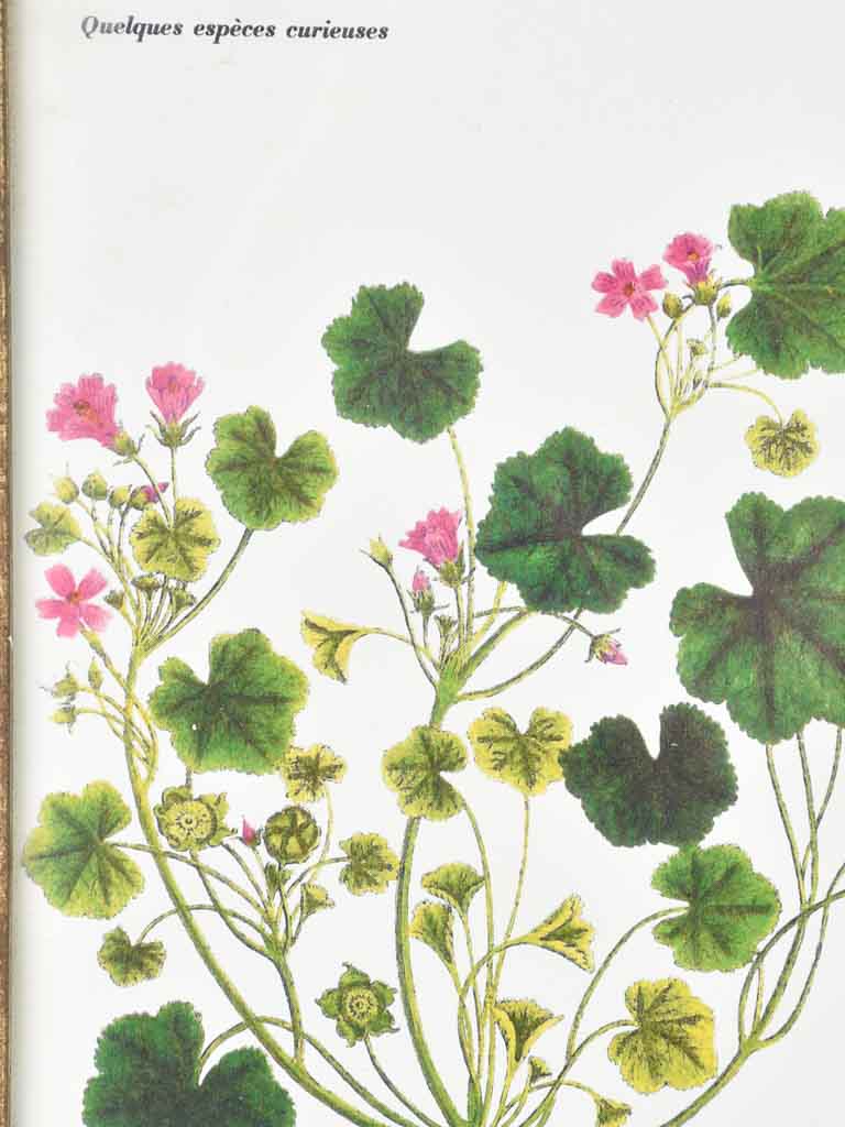 Early 20th century botanic art - mauves 12½" x 8¼"