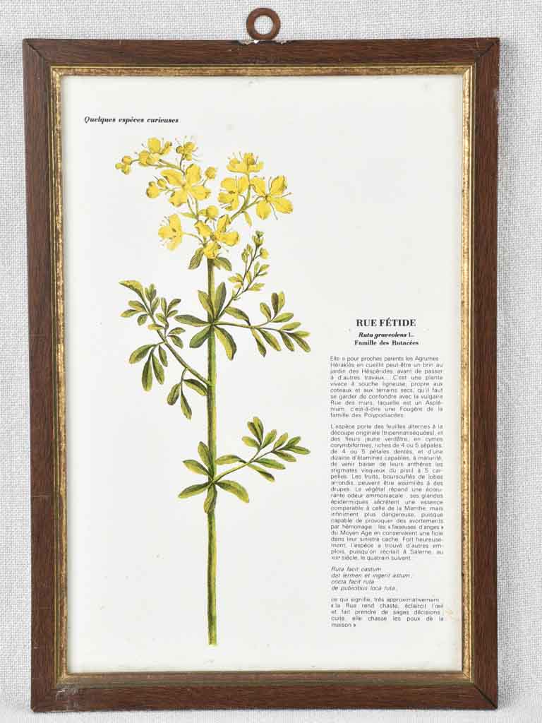 Early 20th century botanic art - rue fetide 12½" x 8¼"