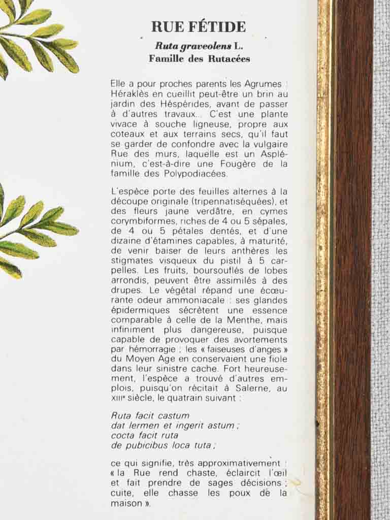 Early 20th century botanic art - rue fetide 12½" x 8¼"