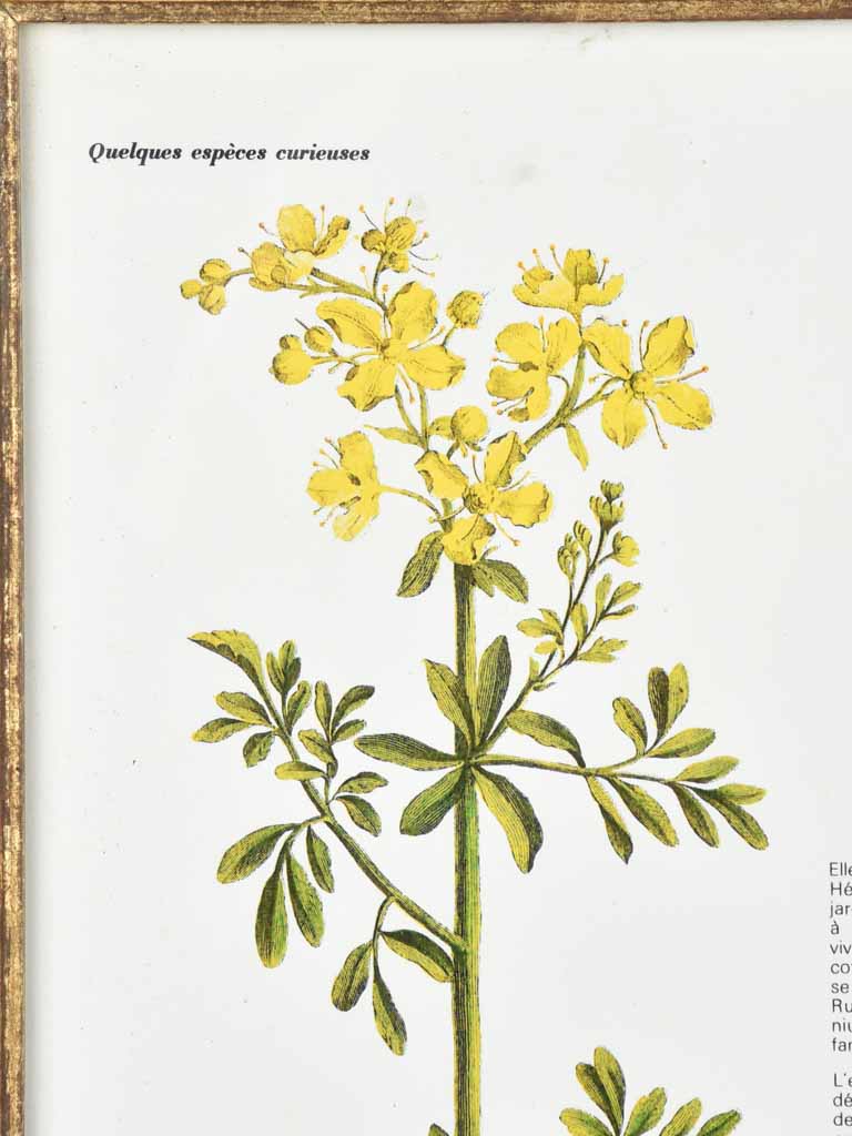 Early 20th century botanic art - rue fetide 12½" x 8¼"