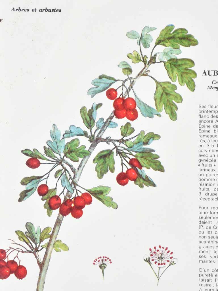 Early 20th century botanic art - aubepine 12½" x 8¼"
