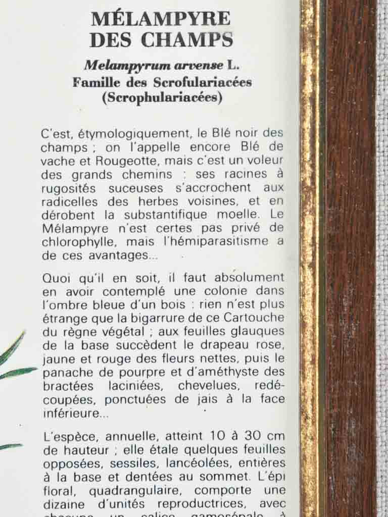 Early 20th century botanic art - melampyre des champs 12½" x 8¼"