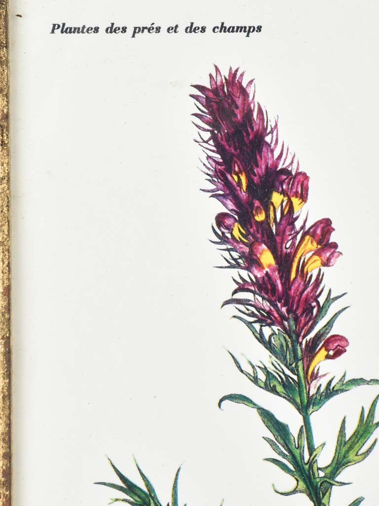 Early 20th century botanic art - melampyre des champs 12½" x 8¼"
