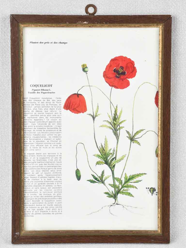 Early 20th century botanic art - coquelicot 12½" x 8¼"