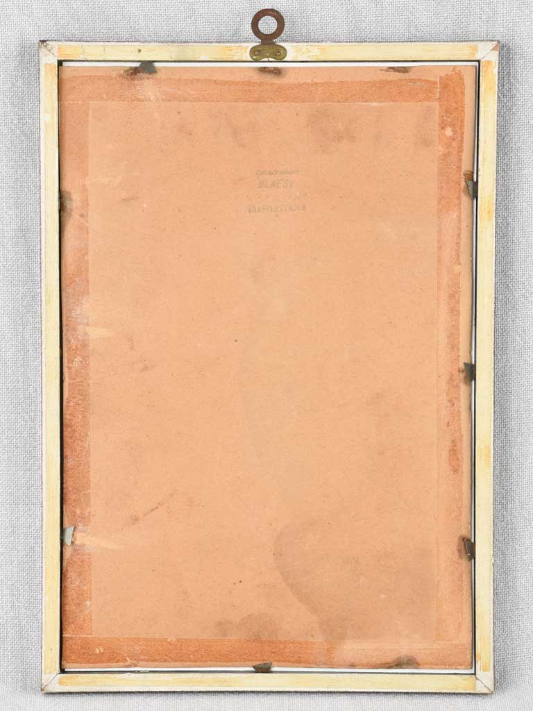 Early 20th century botanic art - coquelicot 12½" x 8¼"