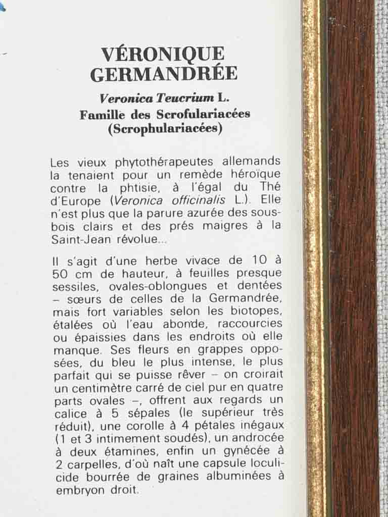 Early 20th century botanic art - Veronique Germandree 12½" x 8¼"