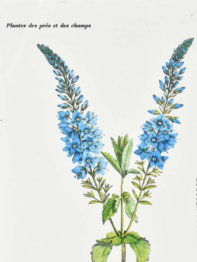 Early 20th century botanic art - Veronique Germandree 12½" x 8¼"