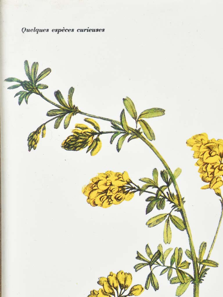 Early 20th century botanic art - luzerne falciforme 12½" x 8¼"