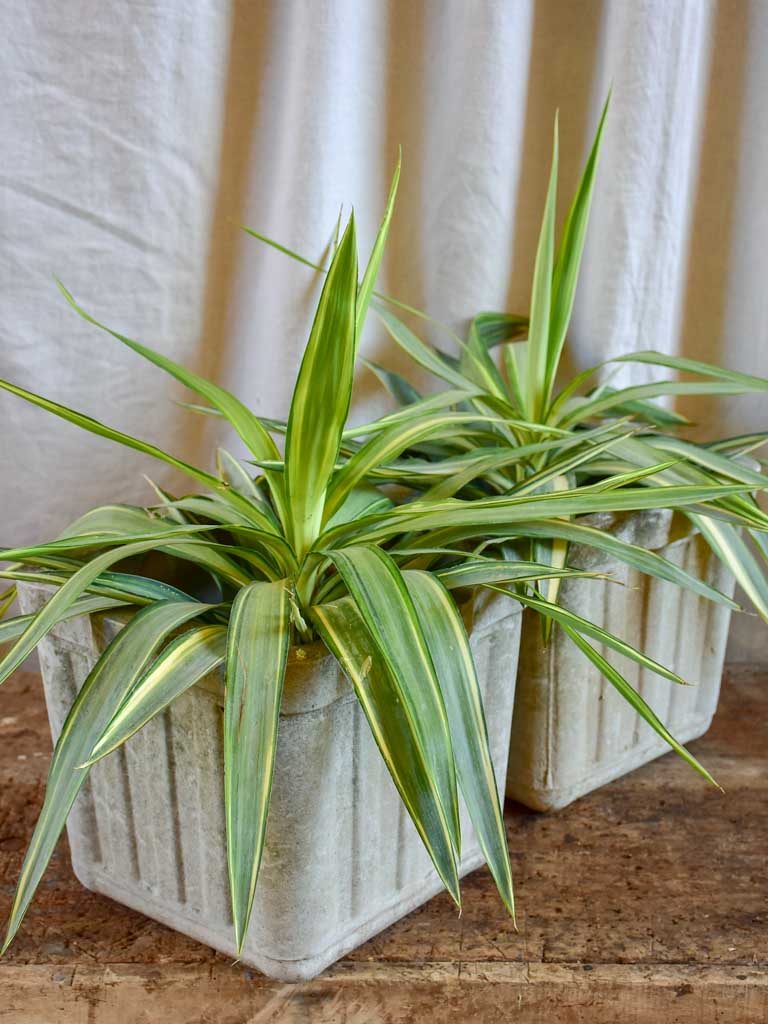 Pair of small square Willy Guhl garden planters