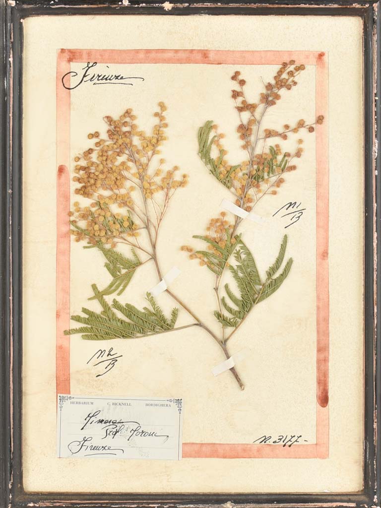 Framed botanicals in distressed black frame 20" x 16¼"