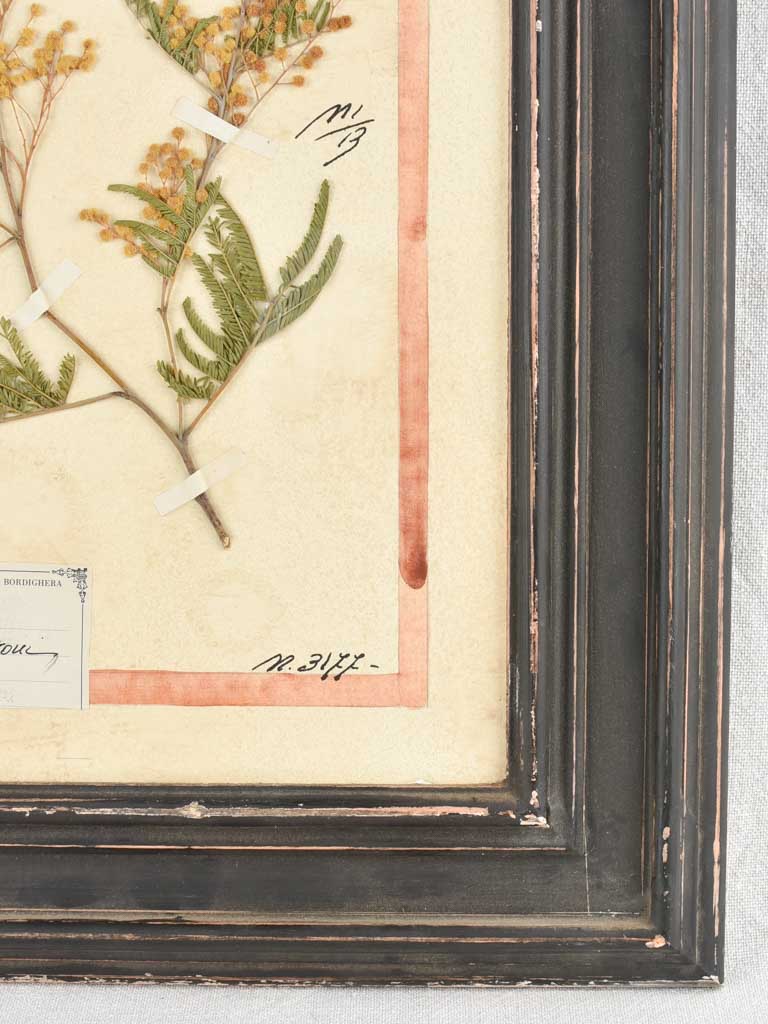 Framed botanicals in distressed black frame 20" x 16¼"