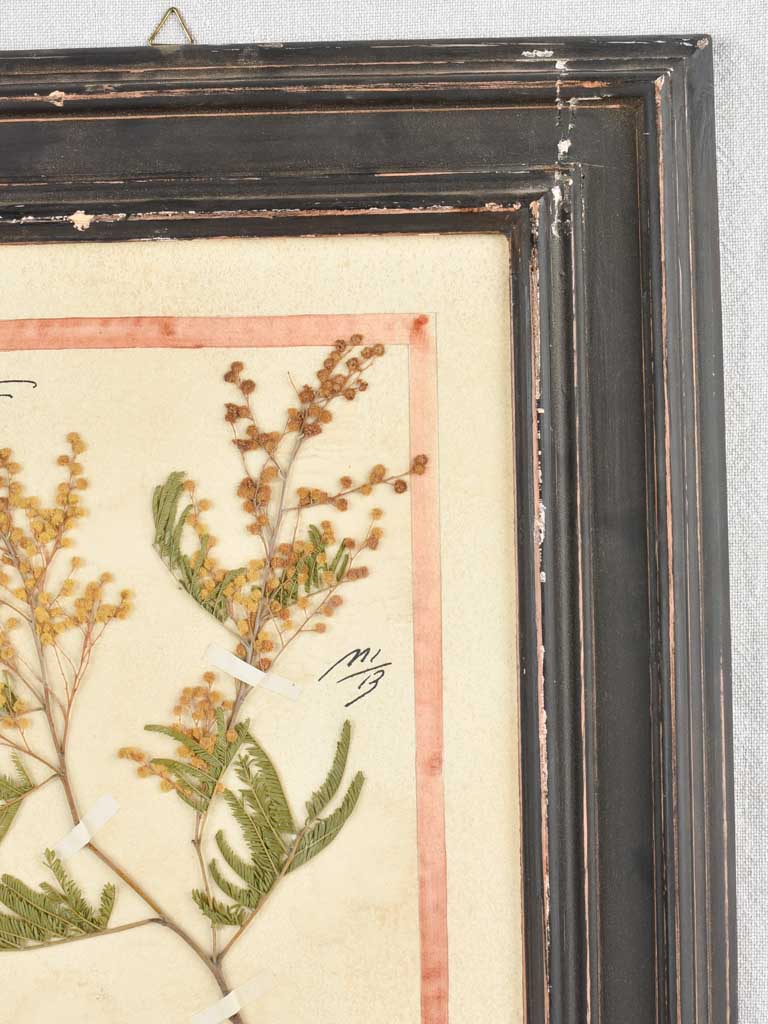 Framed botanicals in distressed black frame 20" x 16¼"