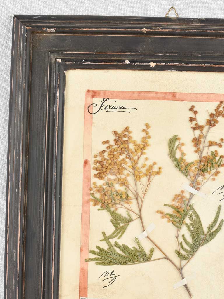 Framed botanicals in distressed black frame 20" x 16¼"