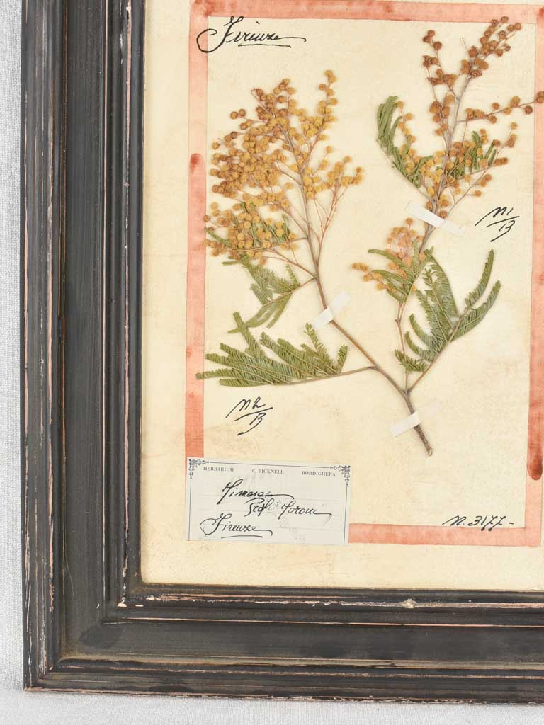 Framed botanicals in distressed black frame 20" x 16¼"