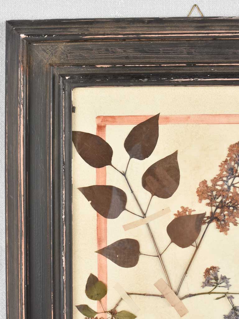 Framed botanicals in distressed black frame 20" x 16¼"