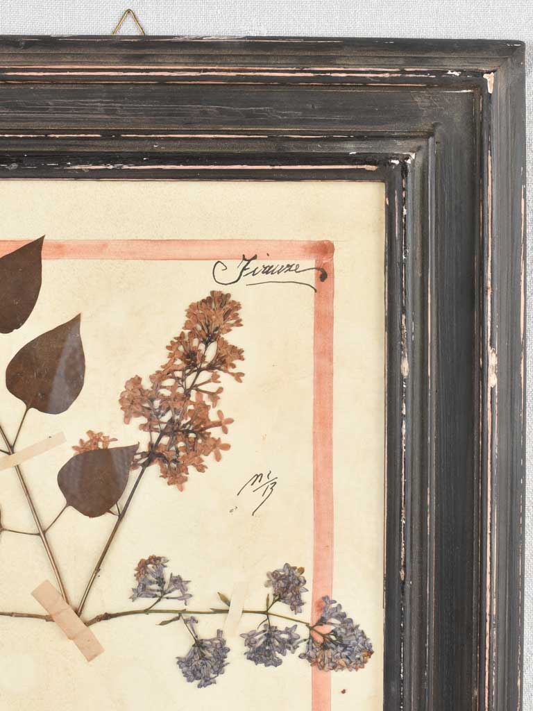 Framed botanicals in distressed black frame 20" x 16¼"