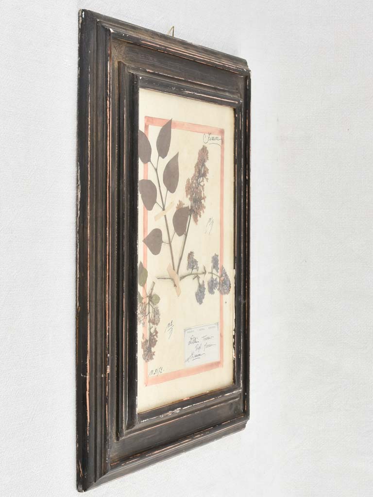 Framed botanicals in distressed black frame 20" x 16¼"