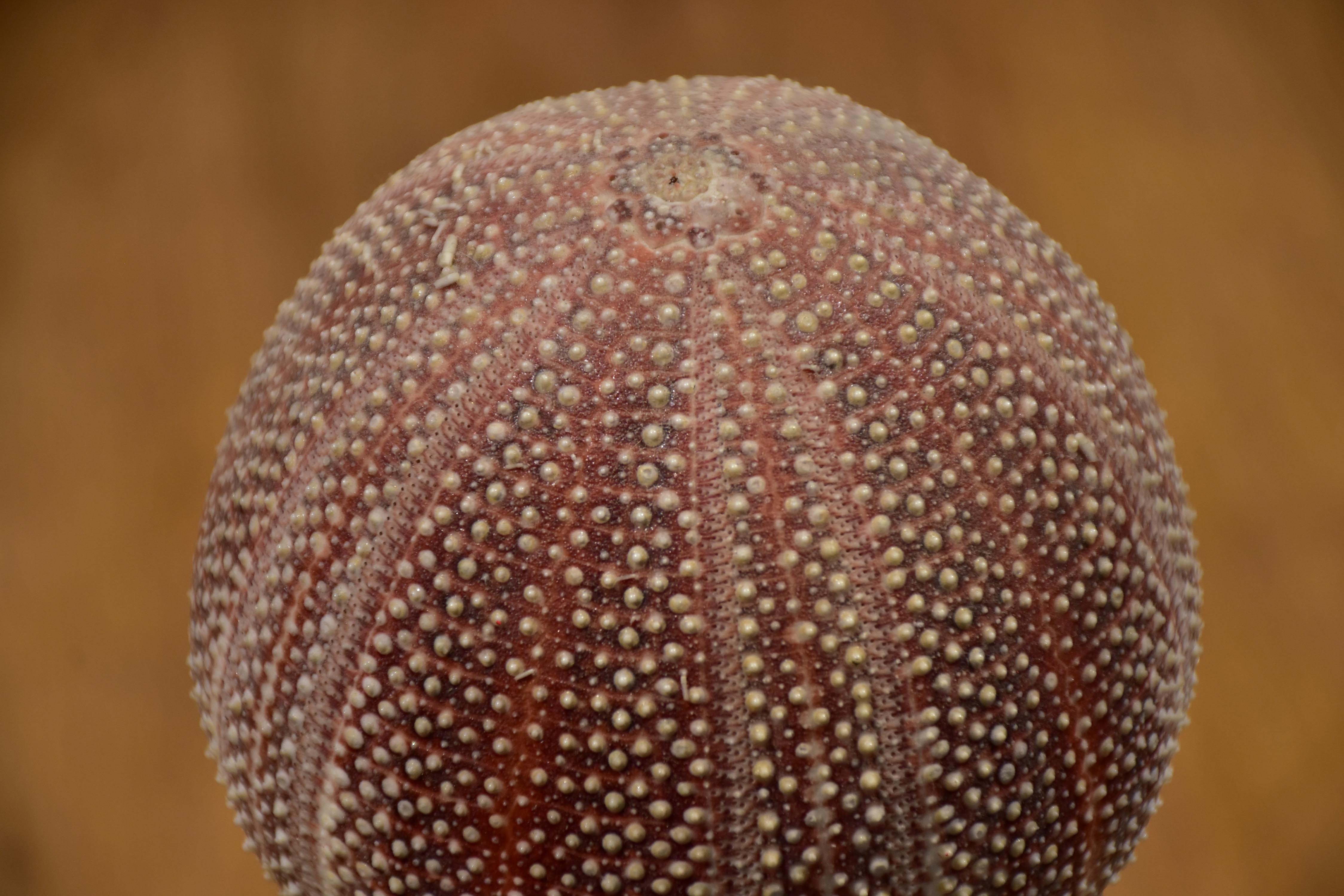 Mounted sea urchin on a Napoleon III style base