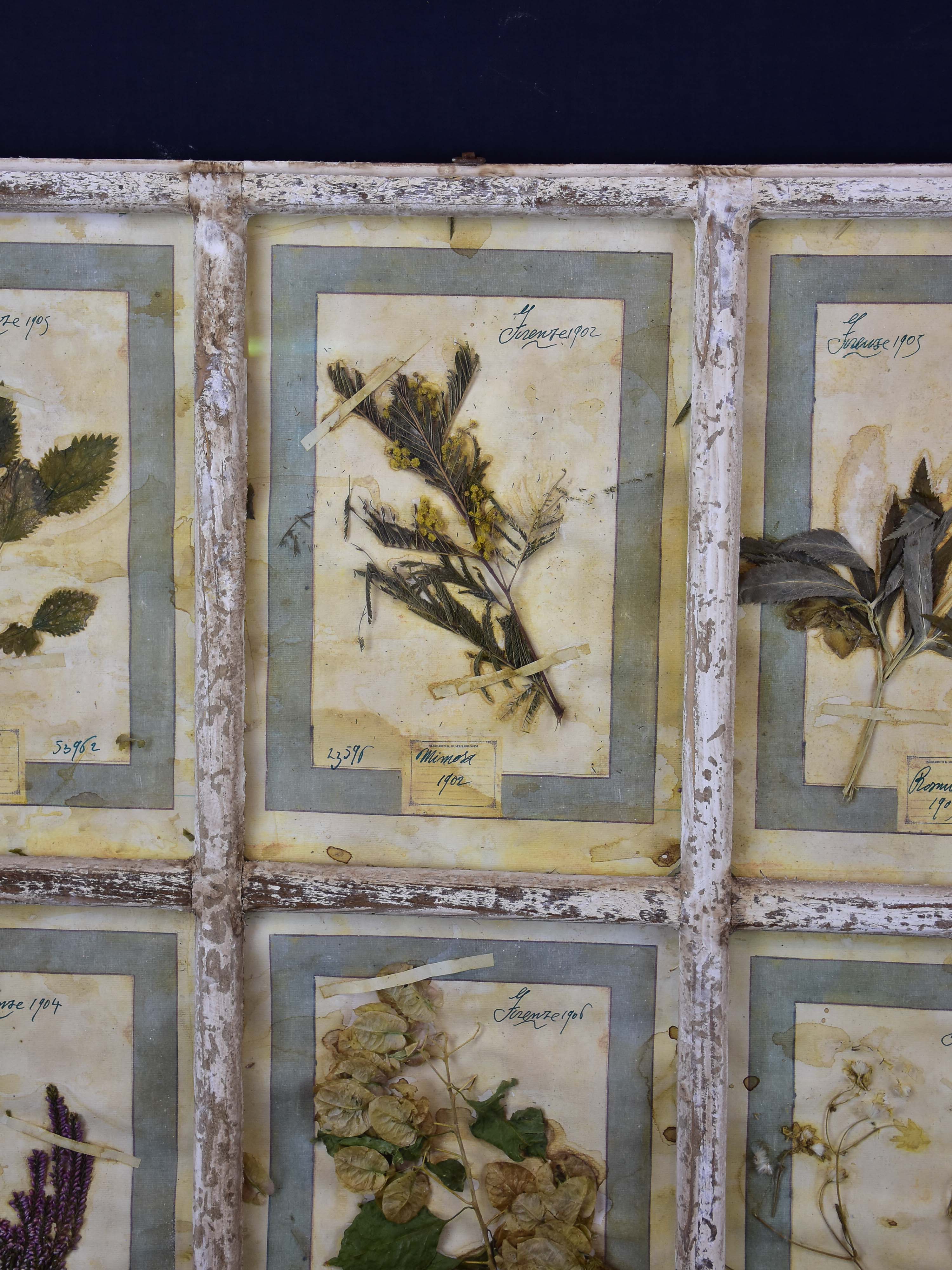 Artisan-made framed herbarium