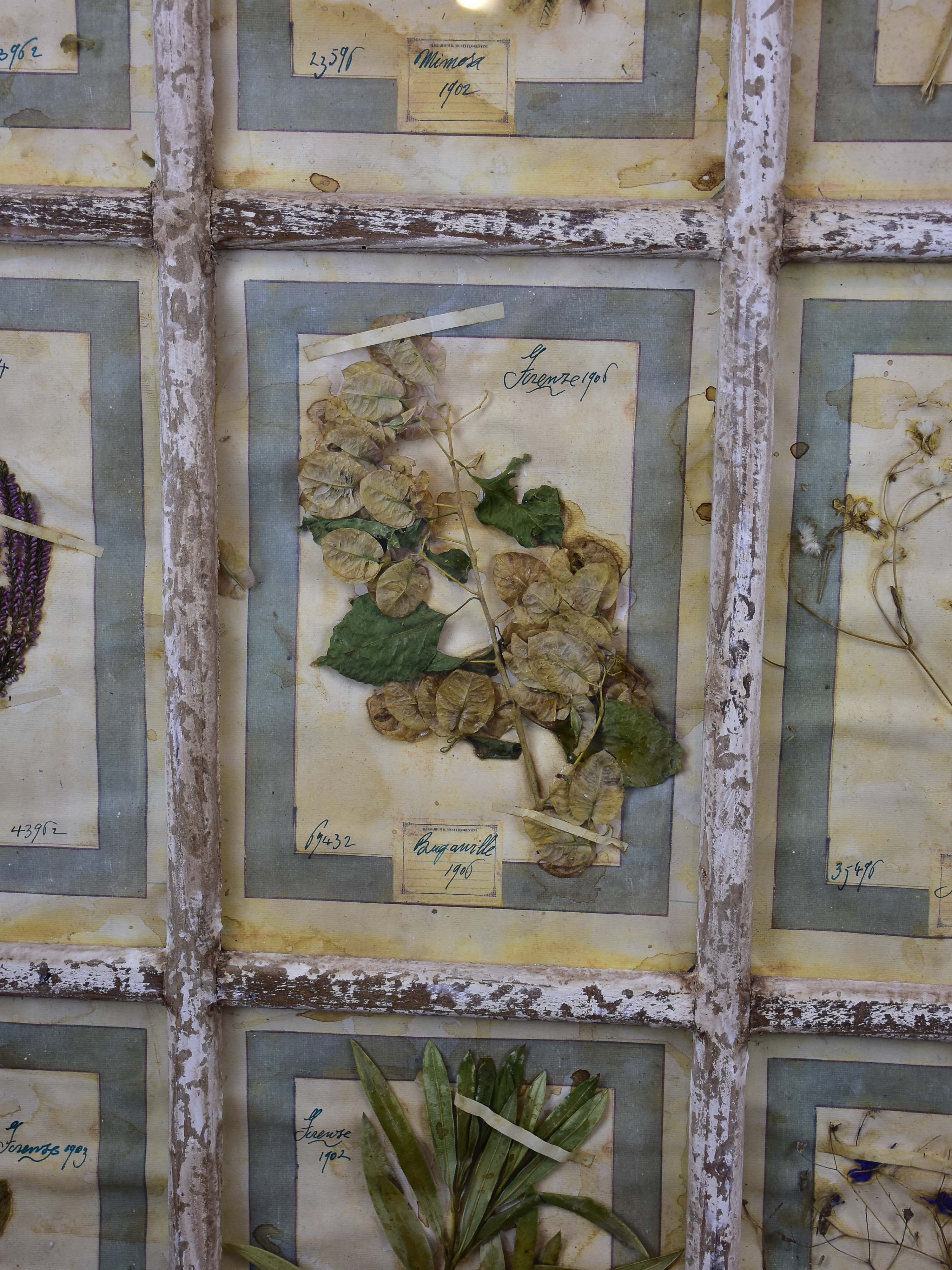 Artisan-made framed herbarium