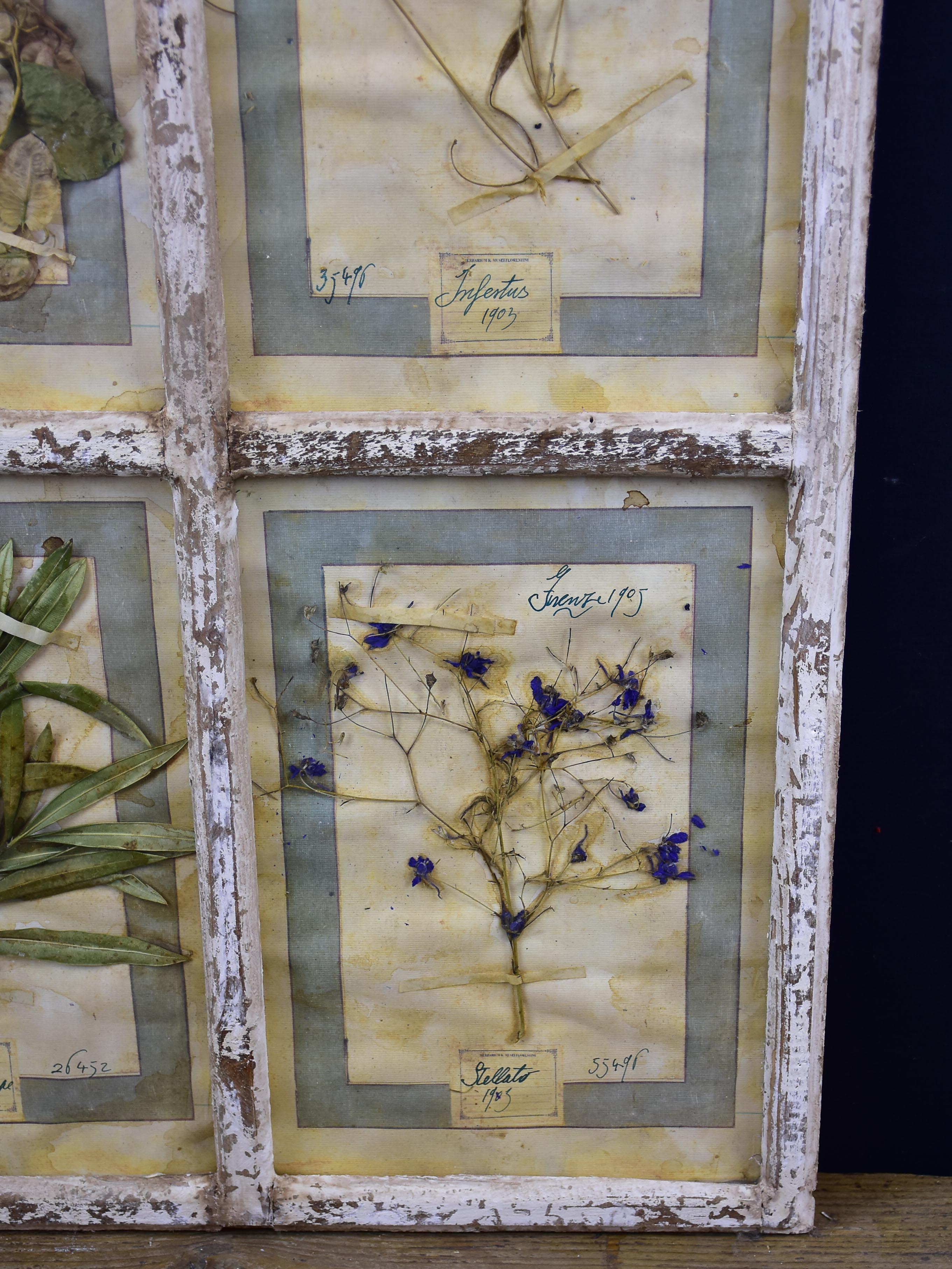 Artisan-made framed herbarium