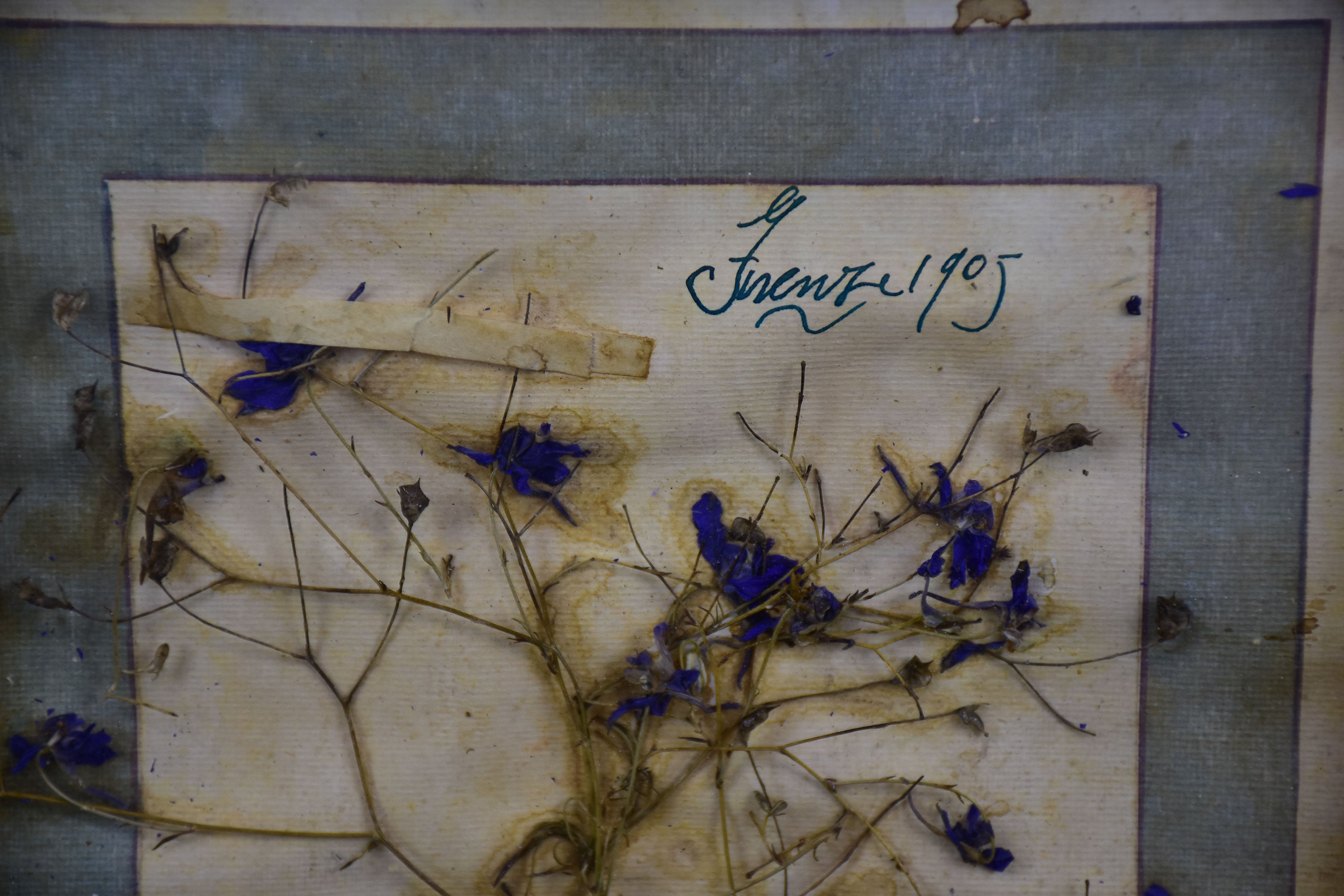 Artisan-made framed herbarium