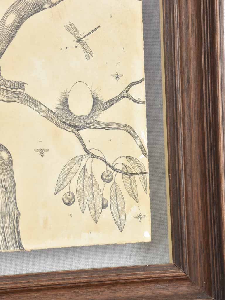Andrea Collesano drawing - crested bird in cherry tree 21¾" x 17¾"