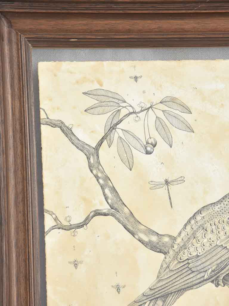Andrea Collesano drawing - crested bird in cherry tree 21¾" x 17¾"