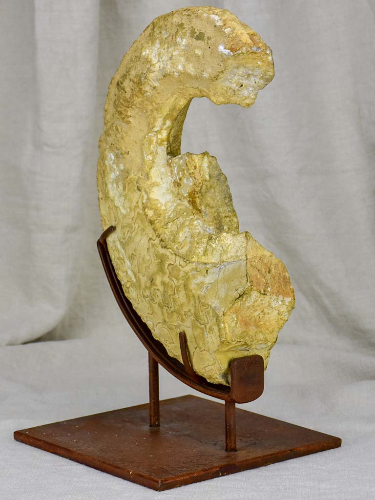 Mounted nautilus fossil