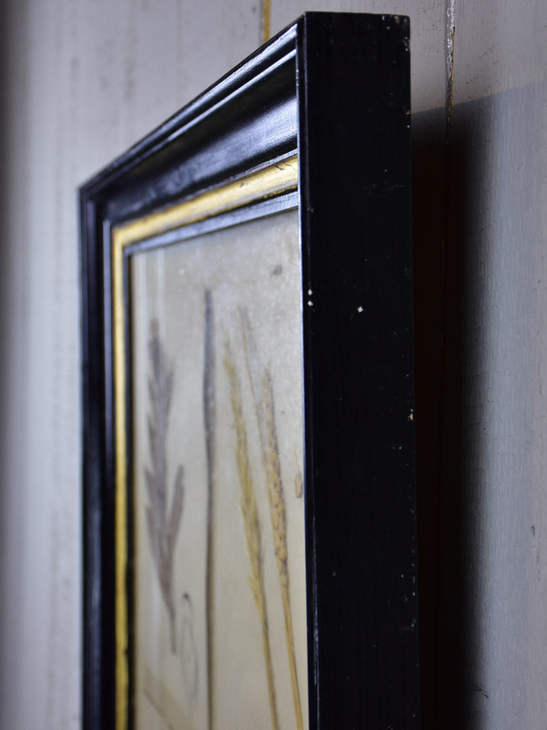 Antique French botanic herbieres in Napoleon III frame
