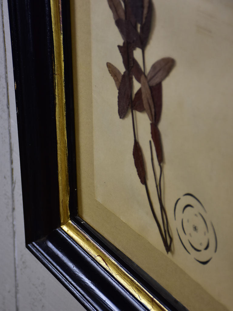 Antique French botanic herbieres in Napoleon III frame