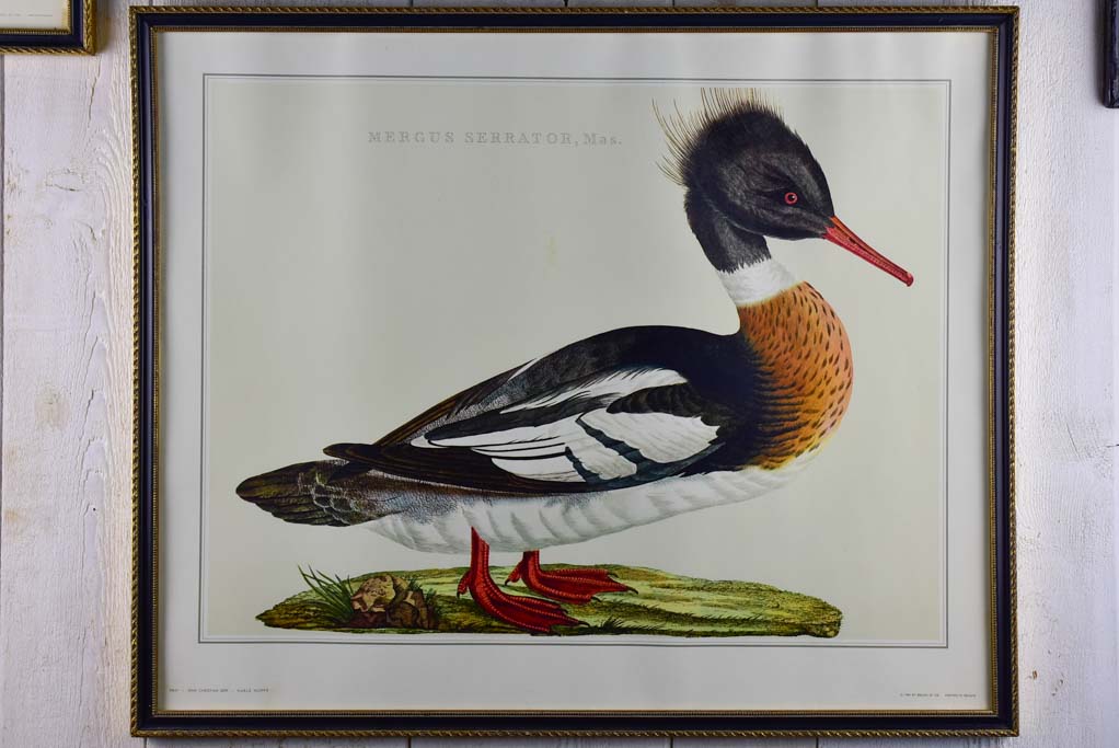 Pair of vintage French engravings - ducks 26¾" x 22"