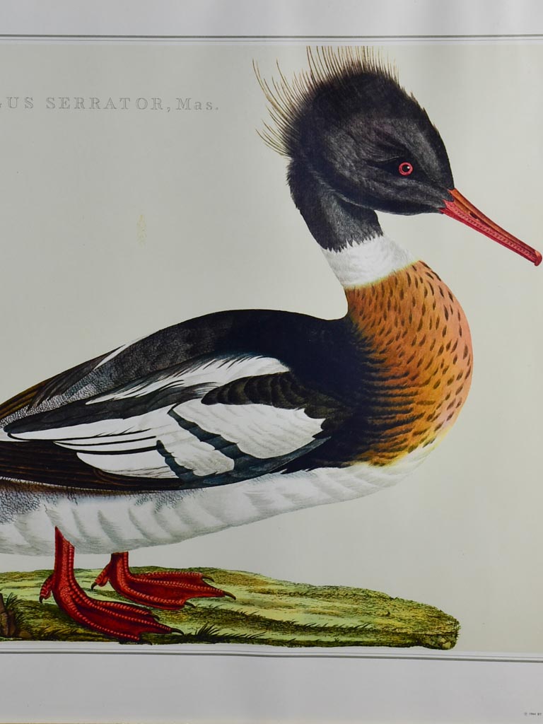 Pair of vintage French engravings - ducks 26¾" x 22"
