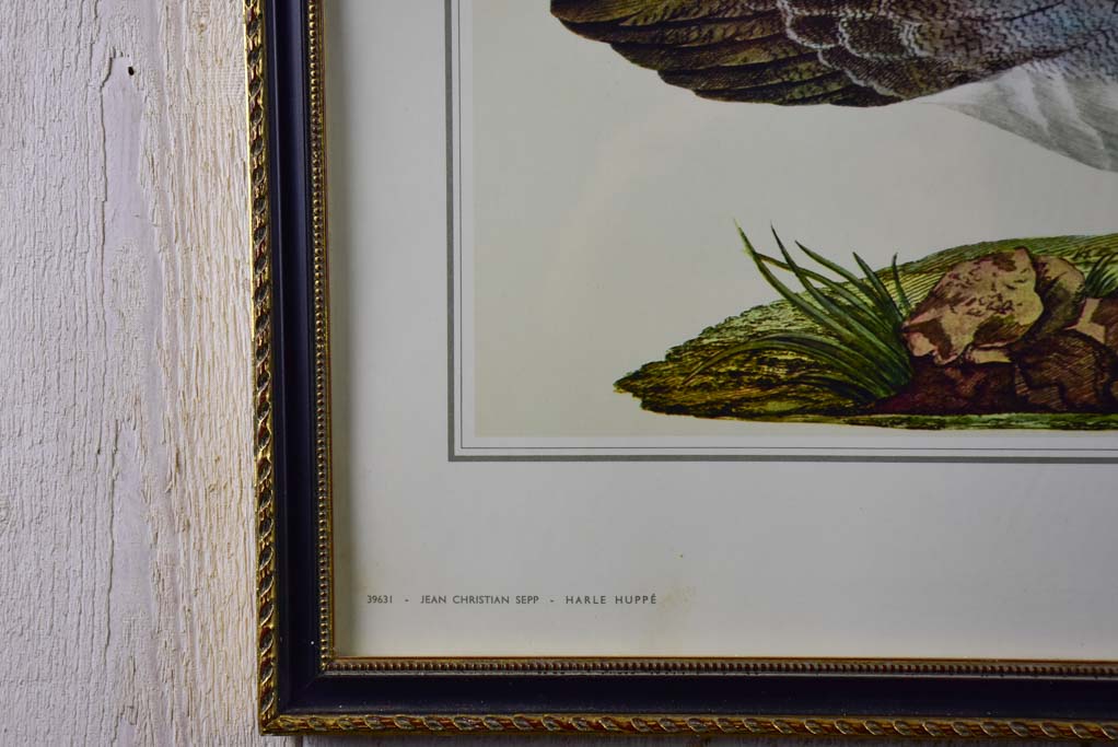 Pair of vintage French engravings - ducks 26¾" x 22"