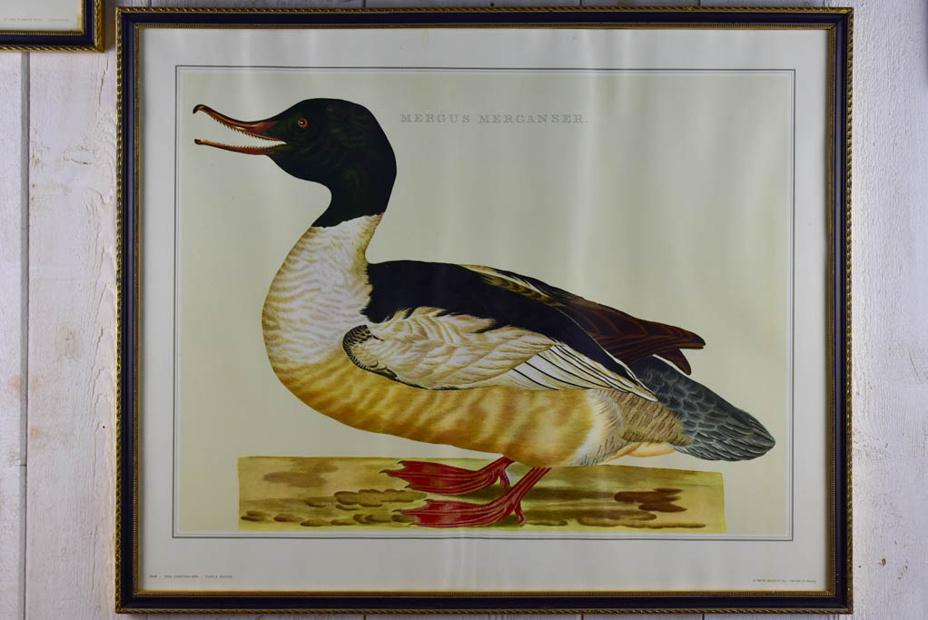 Pair of vintage French engravings - ducks 26¾" x 22"