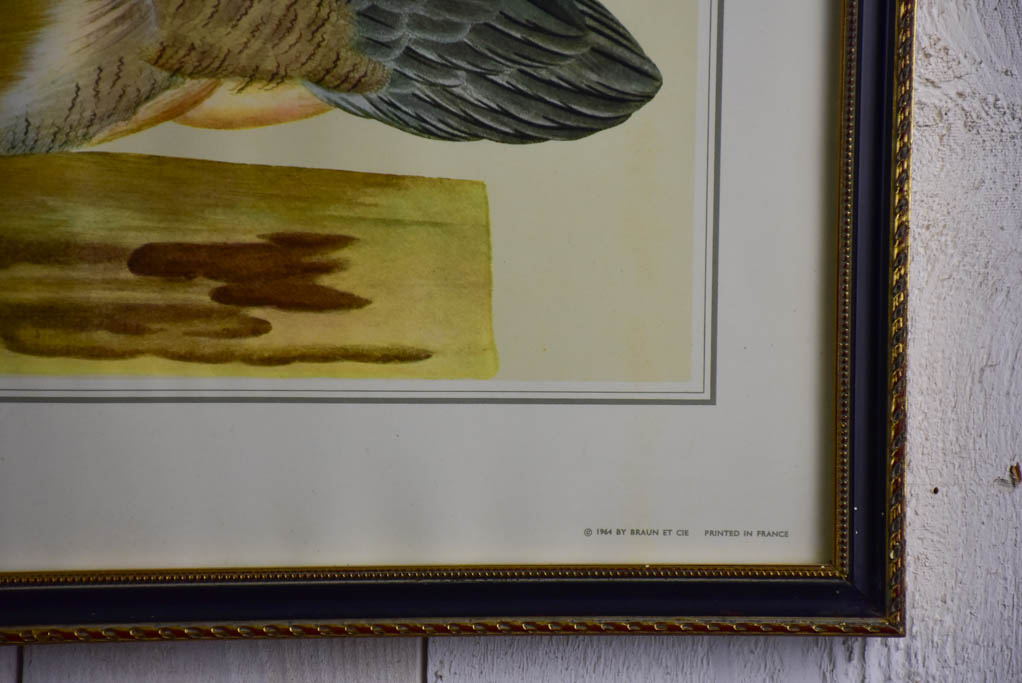 Pair of vintage French engravings - ducks 26¾" x 22"