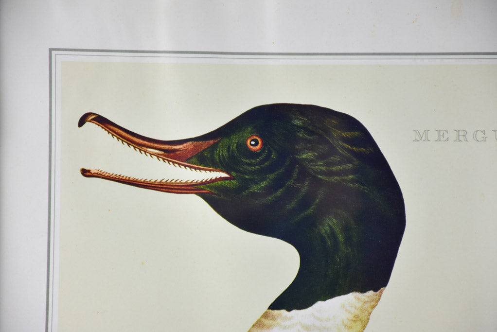 Pair of vintage French engravings - ducks 26¾" x 22"