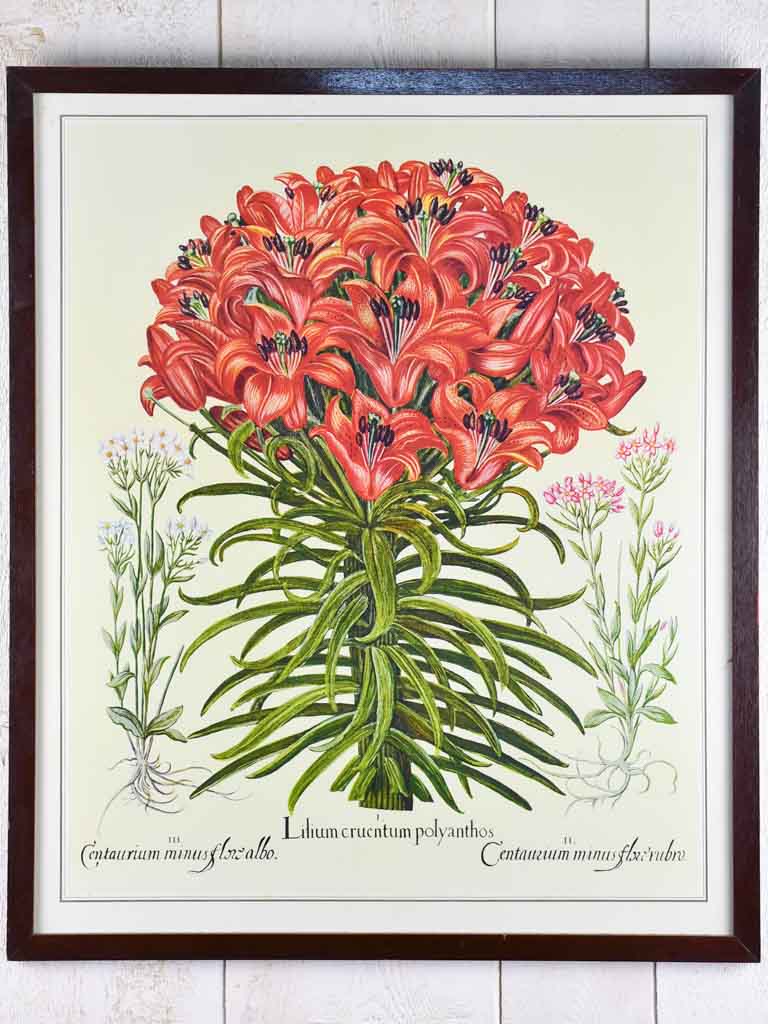 Vintage French botanic art print of an engraving - Lilium 22¾" x 26"