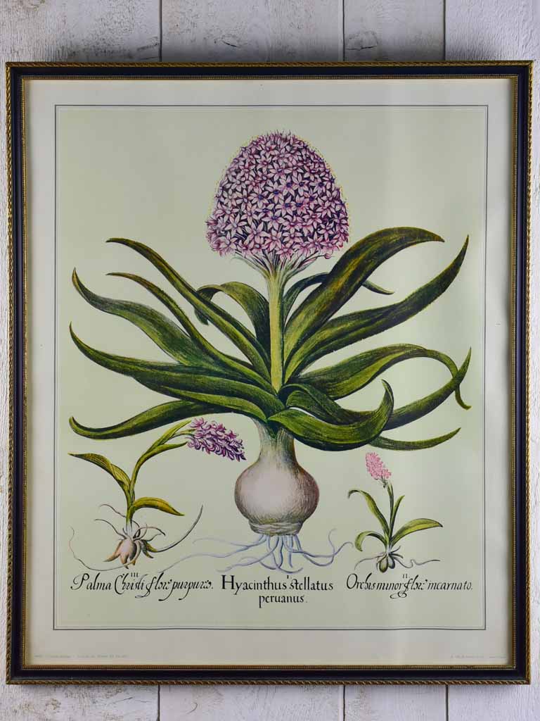 Vintage French botanic art print - Hyacinth 22½" x 26¾"
