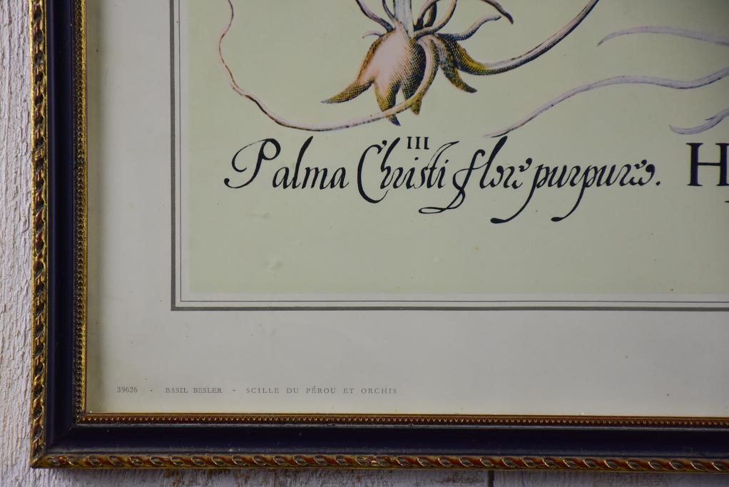 Vintage French botanic art print - Hyacinth 22½" x 26¾"